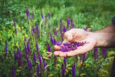 Collection of medicinal herbs. The herbalist collects sage. Herbal treatment. natural medicine. Herbal collection. Agronomist checks the quality of the crop.の写真素材