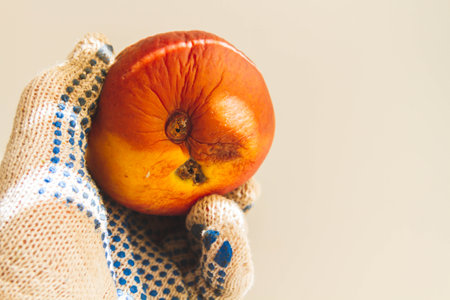 Rotten apple in sun. Rotting fruit. Diseases of apple fruit. Pest control..の写真素材