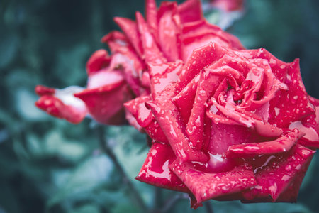 Beautiful rose flowers with drops of morning dew on leaves. Scarlet rose close-up..の写真素材