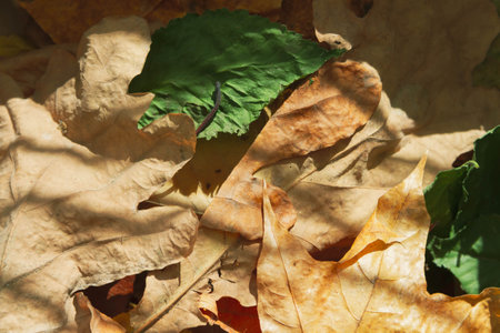 Backdrop of dry yellow autumn leaves in bright sunlight of autumn sun..の写真素材