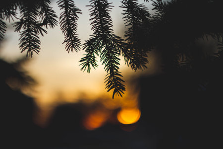 Silhouettes of trees at sunset. Dark tree branches against the bright sun..の写真素材