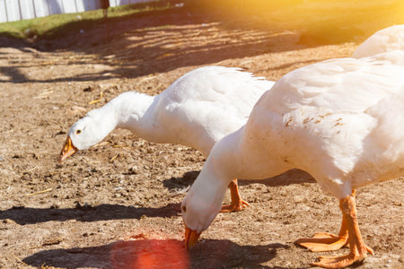 White geese. Poultry farm. Beautiful white geese in rays of bright sun. Village farming.の写真素材