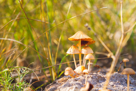Mushrooms in green grass at dawn. Mushrooms in bright rays of sun close-up..の写真素材