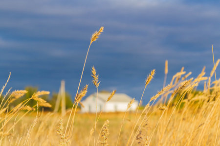 White house in norway. Lonely house in field in Scandinavian style at sunset..の写真素材