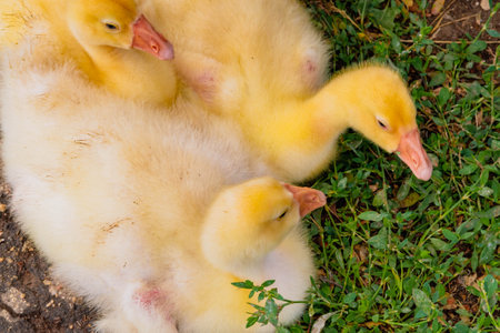 Gosling. Poultry farm for breeding geese. Little goose chicks in the grass. Feeding and caring for...