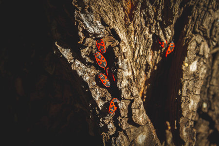 Red bug. Accumulation of soldier bugs. Red beetles in sun. Flock of insects in bright sunlight on...