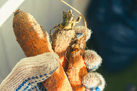 Carrots in farmer's hand . Gloved hand holding carrots ..