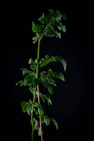 Flowering and fruiting of tomatoes. Green tomato bush on black background..の写真素材