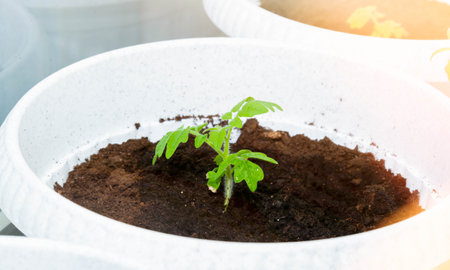 Growing genetically pure products. Non-gmo food. 100 natural product. Seedling of tomatoes. Breeding a new type of tomato.の写真素材