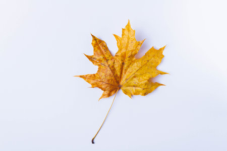 Autumn maple leaf yellow on white background. Dry leaf fallen from tree..の写真素材