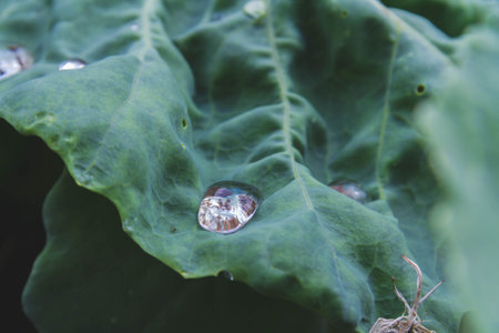 Green lettuce leaf with dew drops close-up. Morning dew on cabbage. Fresh vegetables in garden. Natural product.の写真素材