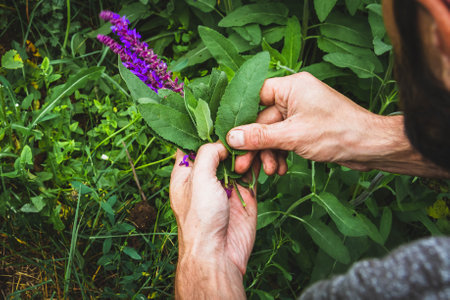 Collection of medicinal herbs. The herbalist collects sage. Herbal treatment. natural medicine. Herbal collection. Agronomist checks the quality of the crop.の写真素材