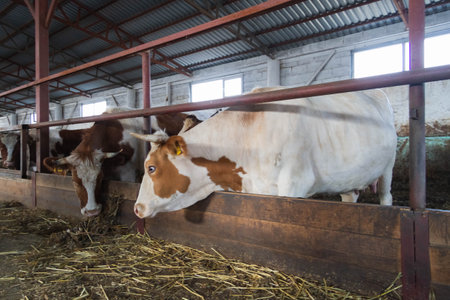 A herd of cows on a farm. Livestock complex. Raising cattle..の写真素材