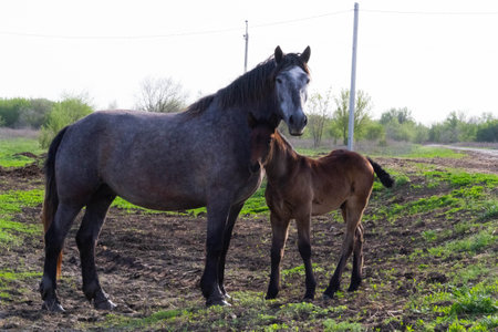 Horses on a village farm. Beautiful horses against the background of the village. Raising healthy animals..の写真素材
