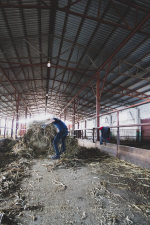 Farmer feeds cows. The process of feeding animals on a farm. Dairy complex..の写真素材
