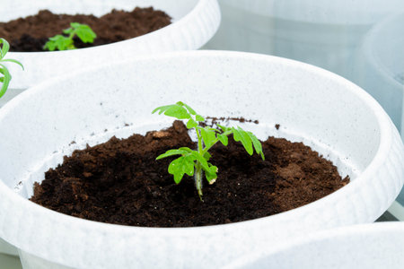 Growing genetically pure products. Non-gmo food. 100 natural product. Seedling of tomatoes. Breeding a new type of tomato.の写真素材