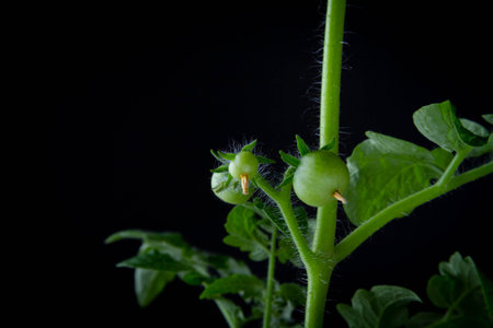 Flowering and fruiting of tomatoes. Green tomato bush on black background..の写真素材
