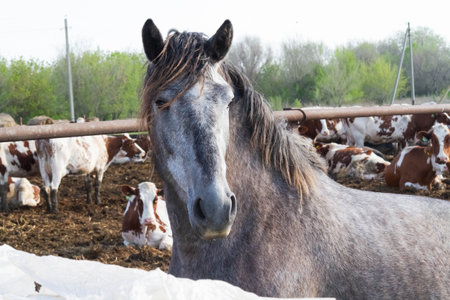Horses on a village farm. Beautiful horses against the background of the village. Raising healthy animals..の写真素材