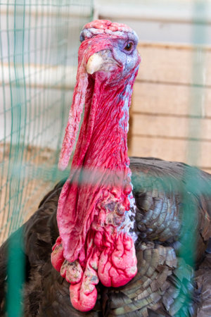 Wild turkey close up. Turkey in the zoo. Adult bird in captivity.の写真素材
