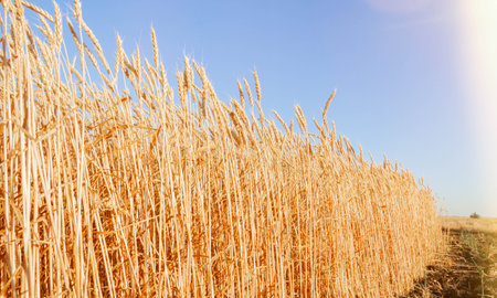 New crop of wheat. Ears of wheat in the sun. Field before harvest. Healthy ears of a quality crop.の写真素材