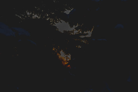 Silhouettes of trees at sunset. Dark tree branches against the bright sun..の写真素材