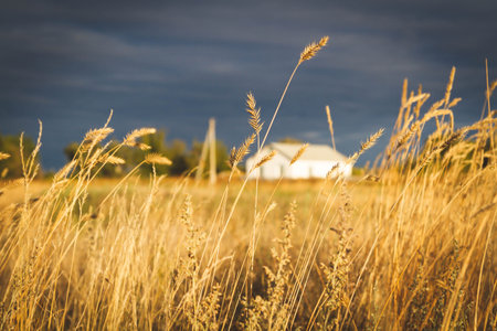 White house in field at sunset.の写真素材