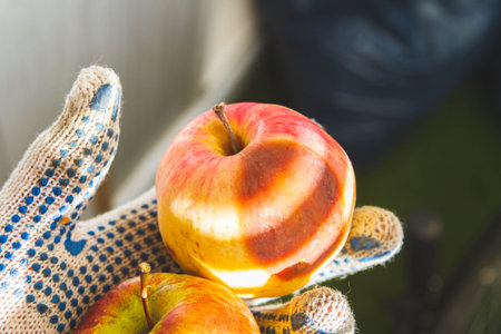 Rotten fruit. Diseases of apple fruit. Pest control.
