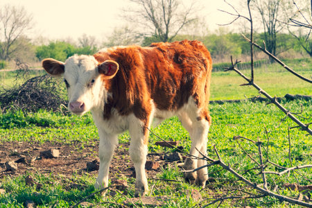Young calves graze on the field. Farm in the village. Farming concept..
