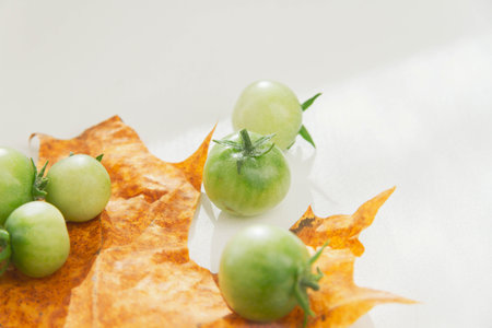Green cherry tomatoes on autumn yellow leaf. Tomatoes in autumn. Yellow maple leaf and green tomatoes..の写真素材