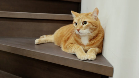 Ginger cat resting on minimalist staircase landing, green eyes surveying peaceful environment, radiating serene feline relaxation and quiet contemplationの写真素材