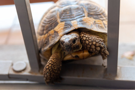A turtle that wants to enter the house. Nothing is impossible for a turtle.の写真素材