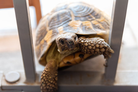 A turtle that wants to enter the house. Nothing is impossible for a turtle.の写真素材