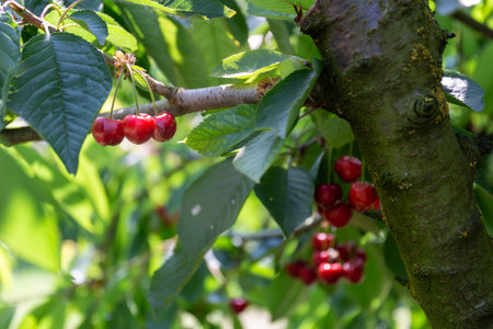Wonderful and colored cherries, on the treeの写真素材