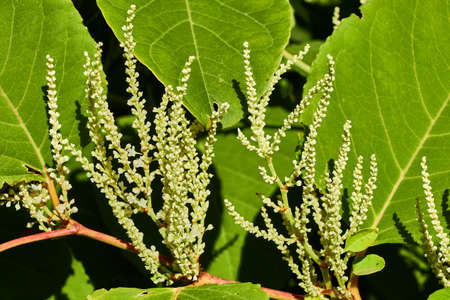 Close up of eynoutria japonica