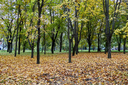 autumn trees in the park