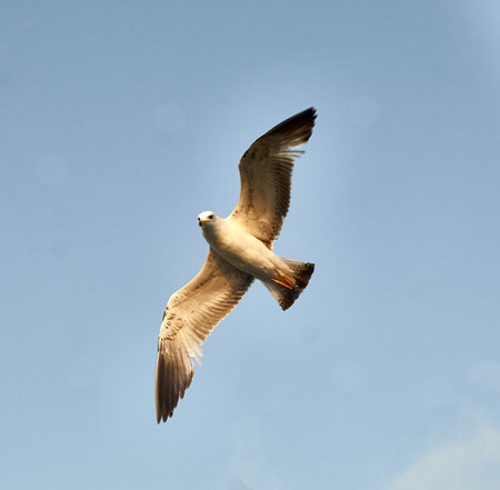 Seagull flying in the blue sky, closeup of photoの写真素材