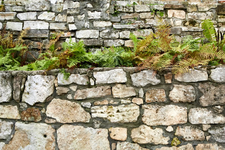stone wall with ivyの写真素材