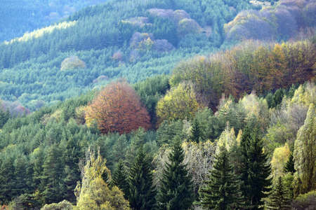 Autumn forest in the mountainsの写真素材