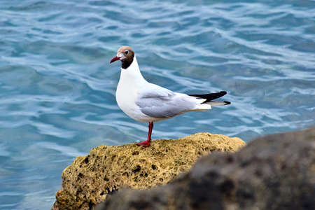 Brown-headed gull sitting on rockの写真素材
