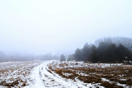 Winter road in the forest in misty dayの写真素材