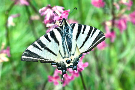 Scarce sail swallowtail butterfly sitting on a flowerの写真素材