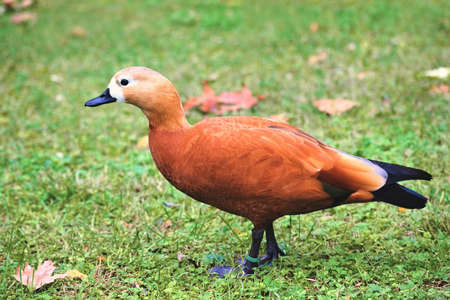 Brown duck with black beakの写真素材