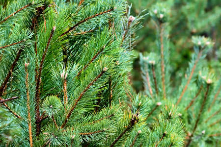 Green pine tree branches close-upの写真素材