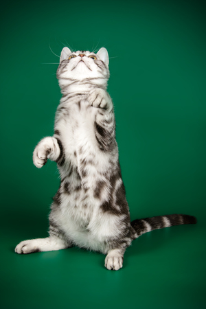 An American shorthair cat on a green backgroundの写真素材