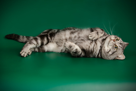 An American shorthair cat on a green backgroundの写真素材