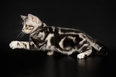 An American shorthair cat on a black backgroundの写真素材