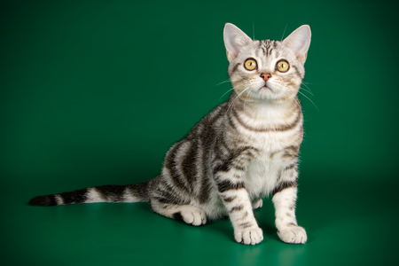An American shorthair cat on a green backgroundの写真素材