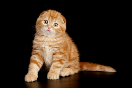 scottish fold red catの写真素材