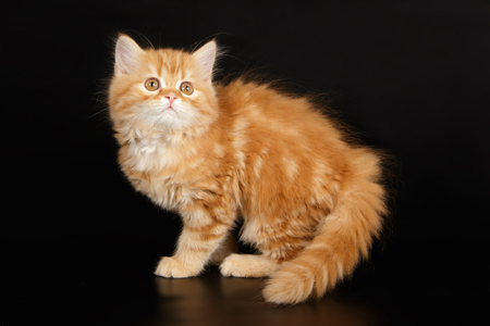 scottish straight red kittenの写真素材