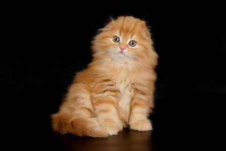 scottish straight longhair red catの写真素材